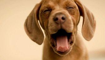 娱乐吃瓜酱送小狗,暖心情怀传递爱心瞬间  第2张